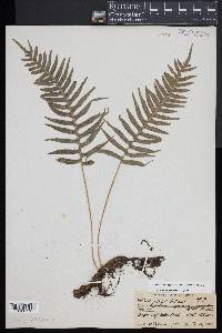 Polypodium appalachianum image