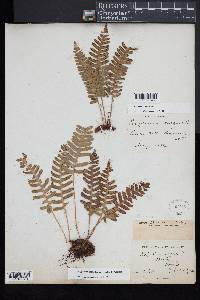 Polypodium appalachianum image