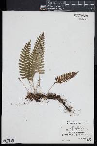 Polypodium appalachianum image