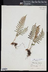 Polypodium appalachianum image