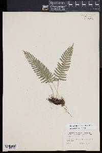 Polypodium appalachianum image
