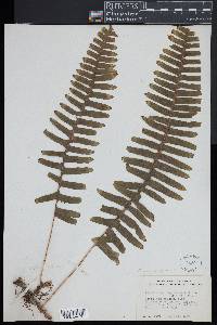 Polypodium plesiosorum image
