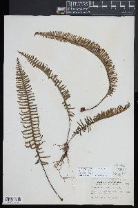 Polypodium plumula image