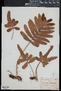 Polypodium scouleri image