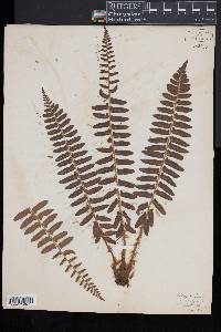 Polypodium vulgare image