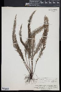 Prosaptia contigua image