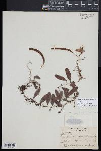 Pyrrosia piloselloides image
