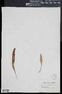 Pyrrosia serpens image
