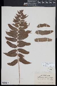 Selliguea capitellata image