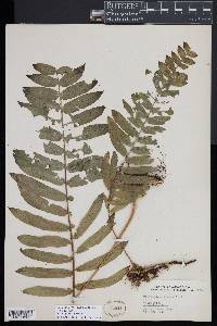 Serpocaulon dissimile image