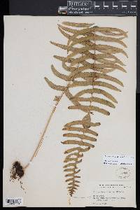 Serpocaulon dissimile image