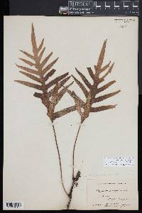 Zealandia pustulata subsp. pustulata image