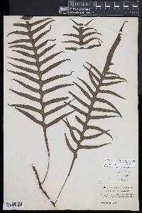 Zealandia pustulata subsp. pustulata image