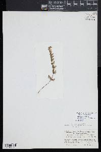 Myriopteris lanosa image