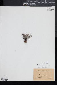 Pellaea glabella image