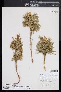 Dendrolycopodium hickeyi image