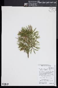 Dendrolycopodium hickeyi image