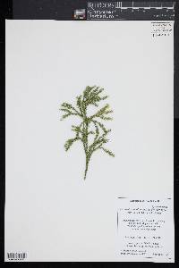 Dendrolycopodium hickeyi image