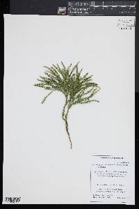 Dendrolycopodium dendroideum image