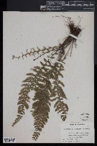 Asplenium myriophyllum image