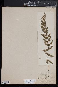 Asplenium myriophyllum image