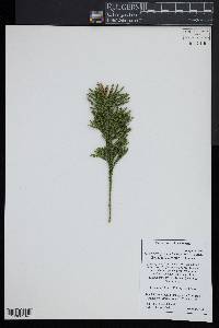 Dendrolycopodium hickeyi image