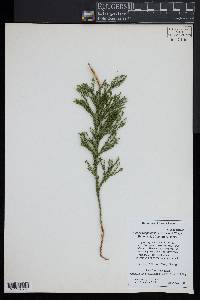 Dendrolycopodium hickeyi image