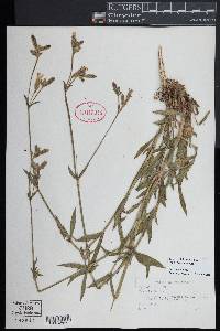 Silene latifolia image