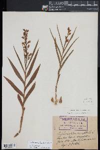 Cephalanthera longifolia image