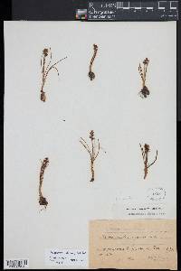 Chamorchis alpina image