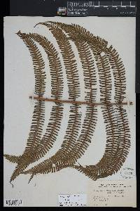 Amauropelta thomsonii image