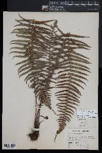 Amauropelta piedrensis image