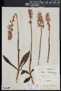 Dactylorhiza maculata image