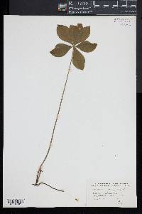 Isotria verticillata image