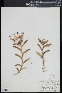 Epidendrum boricuarum image