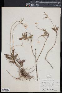 Epidendrum secundum image
