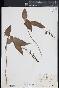 Epipactis helleborine image