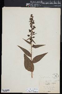 Epipactis helleborine image