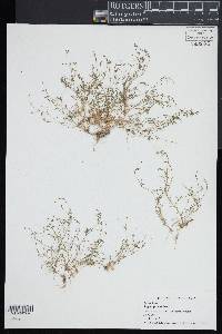 Sagina procumbens image