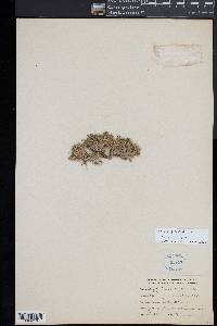Sagina procumbens image