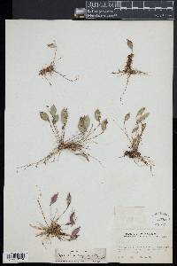 Lepanthes divaricata image