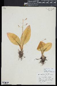 Liparis liliifolia image