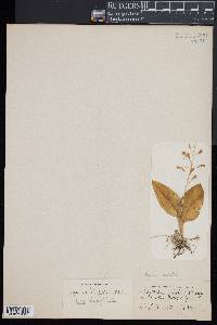 Liparis liliifolia image