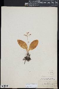 Liparis liliifolia image