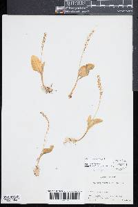 Malaxis monophyllos image
