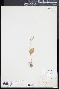 Malaxis unifolia image