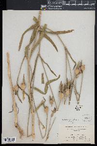 Agrostemma githago image