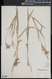 Agrostemma githago image