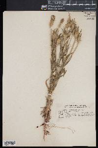 Agrostemma githago image