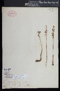 Corallorhiza odontorhiza image